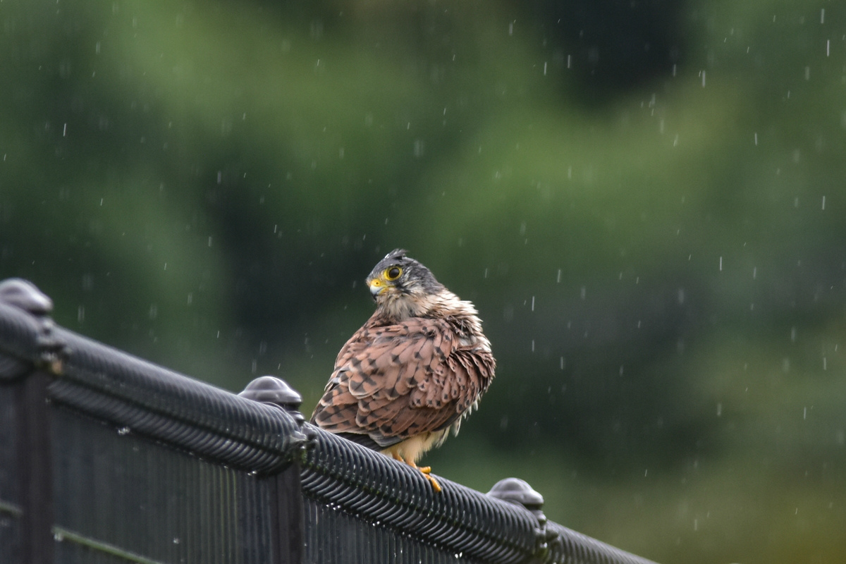 チョウゲンボウ 土砂降りの雨の中でエンジェルポーズ_f0053272_2222415.jpg