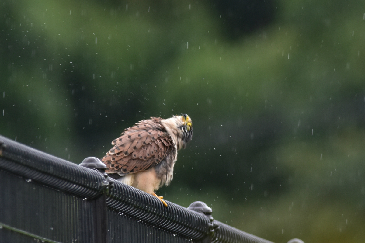 チョウゲンボウ 土砂降りの雨の中でエンジェルポーズ_f0053272_22231810.jpg