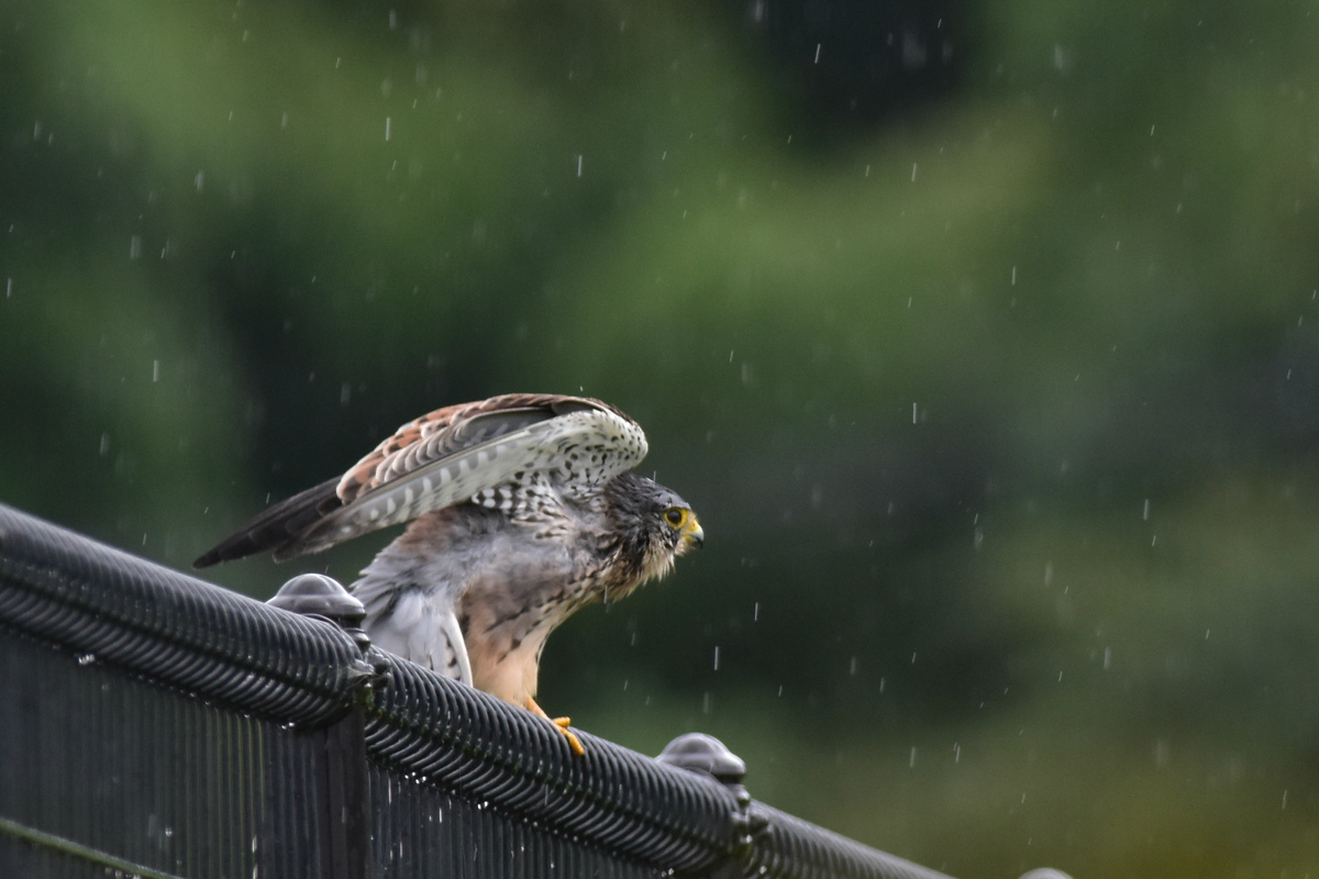 チョウゲンボウ 土砂降りの雨の中でエンジェルポーズ_f0053272_22234125.jpg