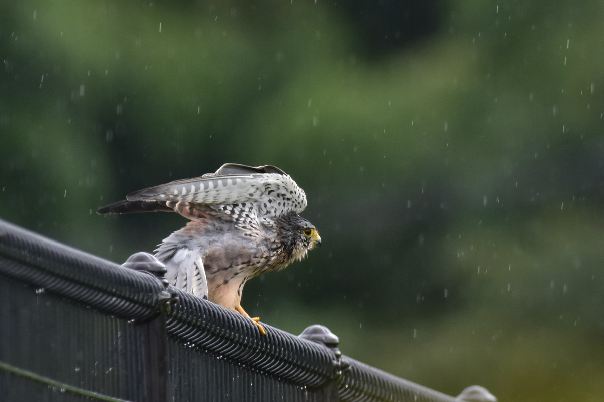 チョウゲンボウ 土砂降りの雨の中でエンジェルポーズ_f0053272_22243146.jpg