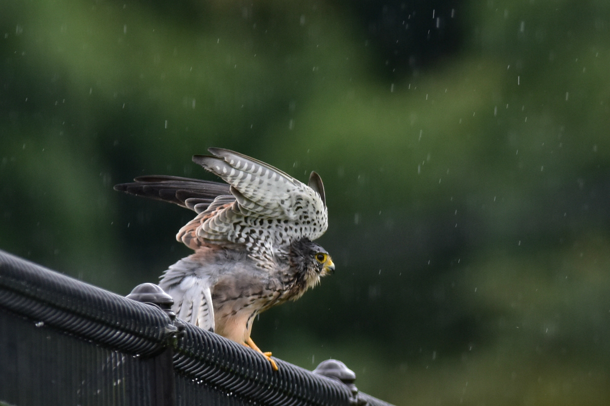チョウゲンボウ 土砂降りの雨の中でエンジェルポーズ_f0053272_22251877.jpg