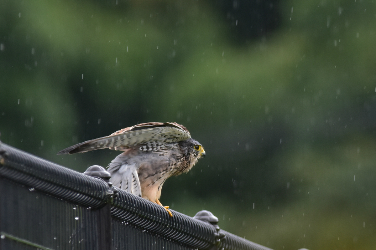 チョウゲンボウ 土砂降りの雨の中でエンジェルポーズ_f0053272_2226176.jpg