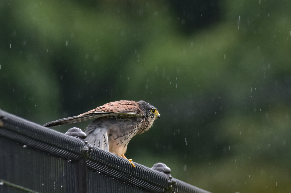 チョウゲンボウ 土砂降りの雨の中でエンジェルポーズ_f0053272_22274317.jpg