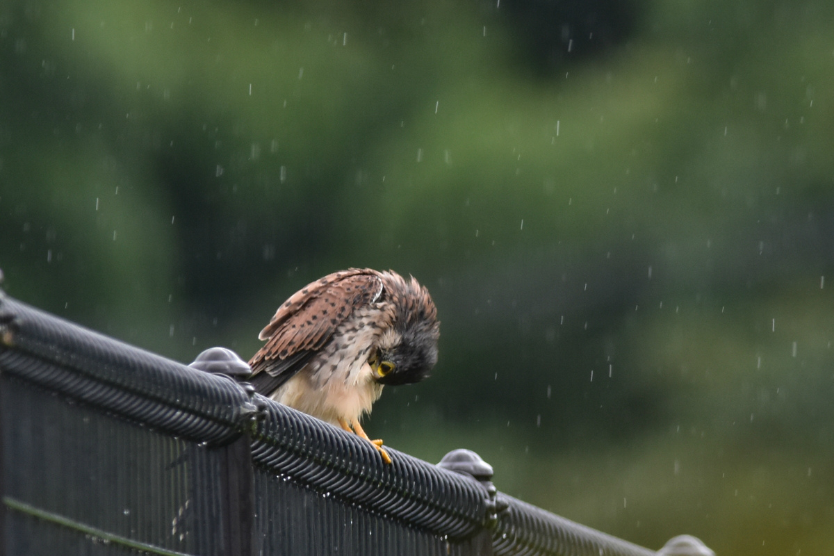 チョウゲンボウ 土砂降りの雨の中でエンジェルポーズ_f0053272_2228439.jpg