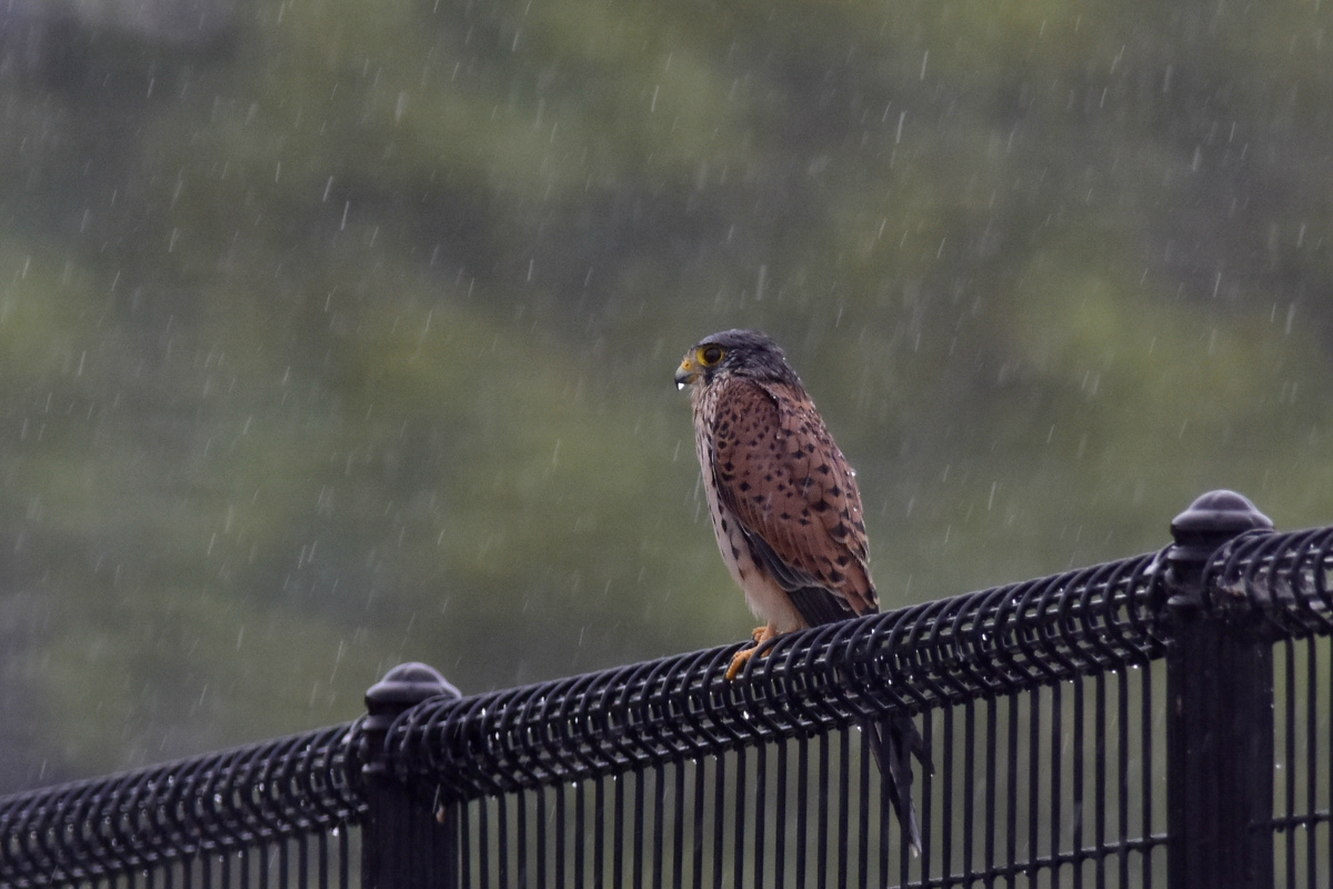 チョウゲンボウ 土砂降りの雨の中でエンジェルポーズ_f0053272_22314872.jpg