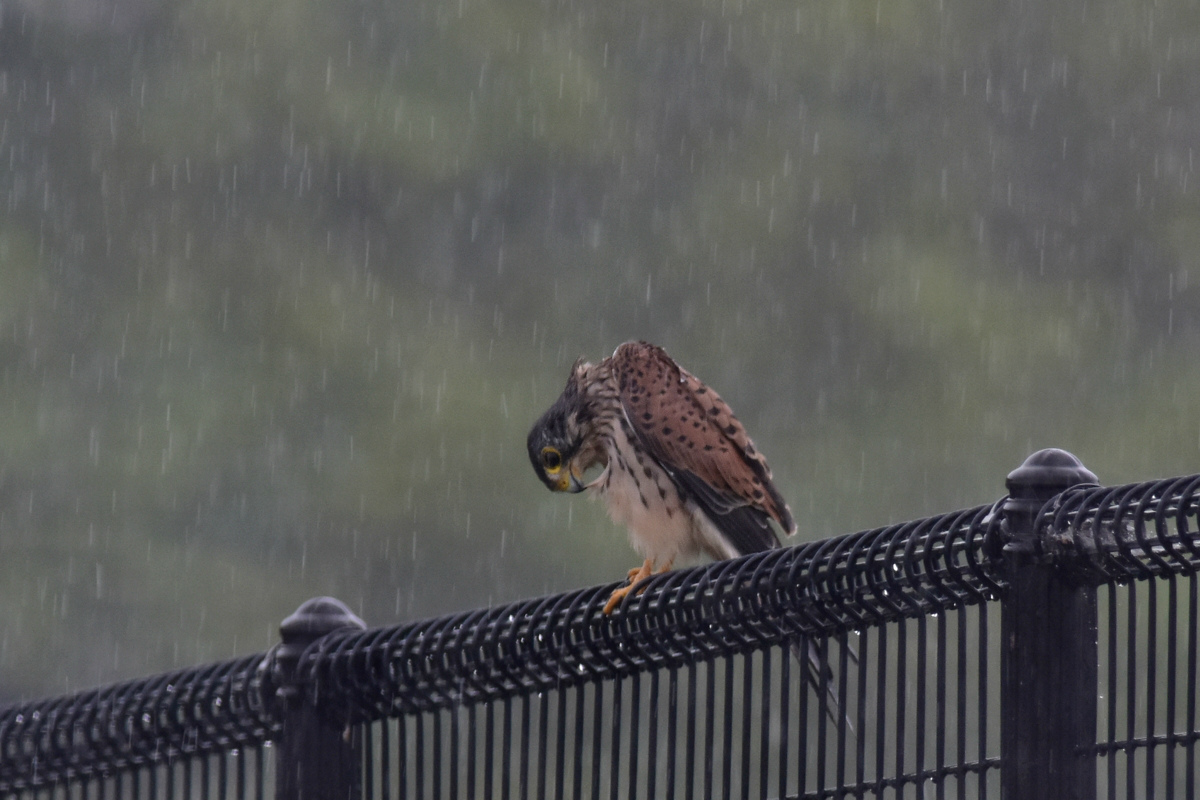 チョウゲンボウ 土砂降りの雨の中でエンジェルポーズ_f0053272_22322342.jpg