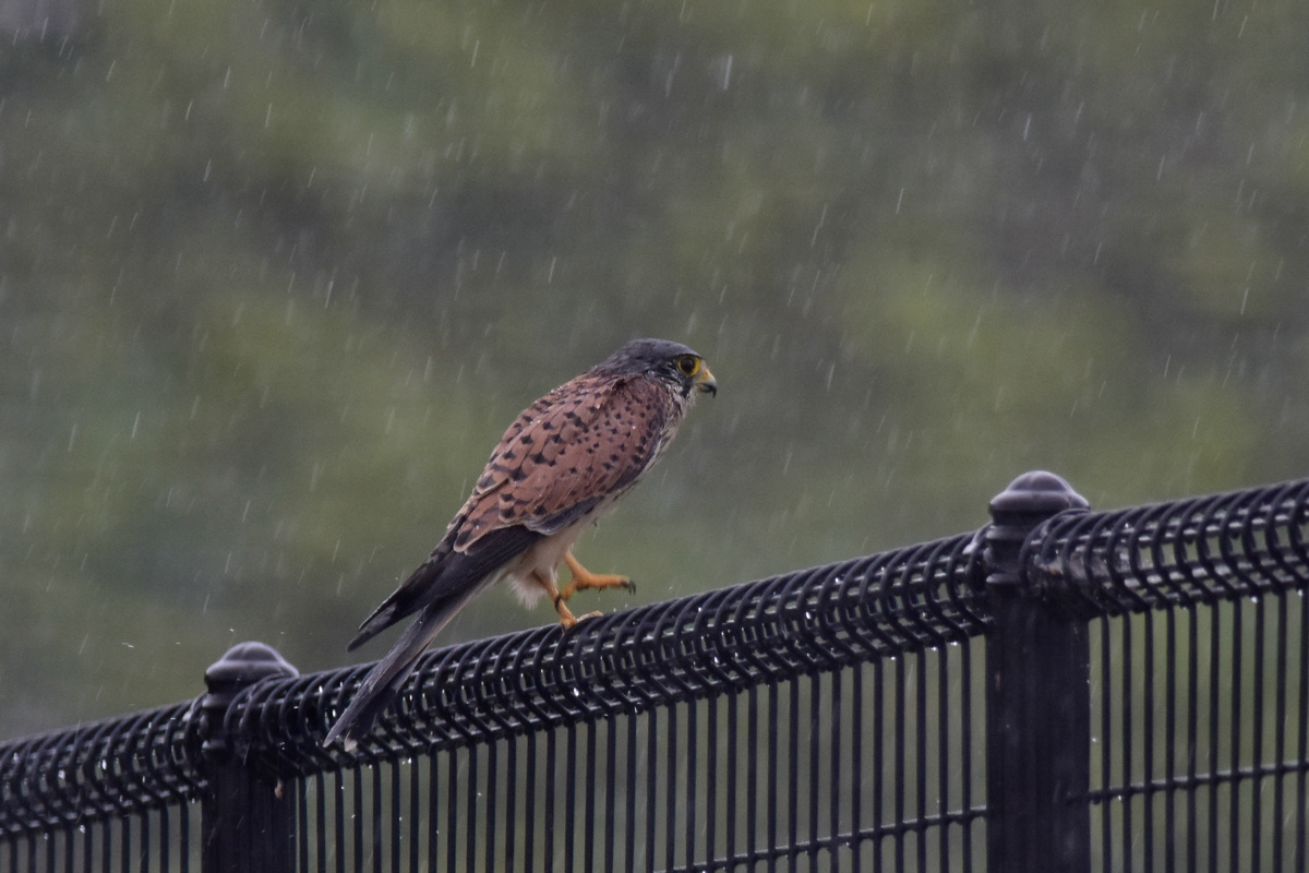 チョウゲンボウ 土砂降りの雨の中でエンジェルポーズ_f0053272_2233494.jpg
