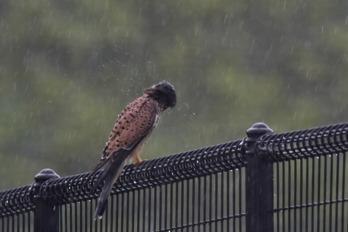チョウゲンボウ 土砂降りの雨の中でエンジェルポーズ_f0053272_22343299.jpg
