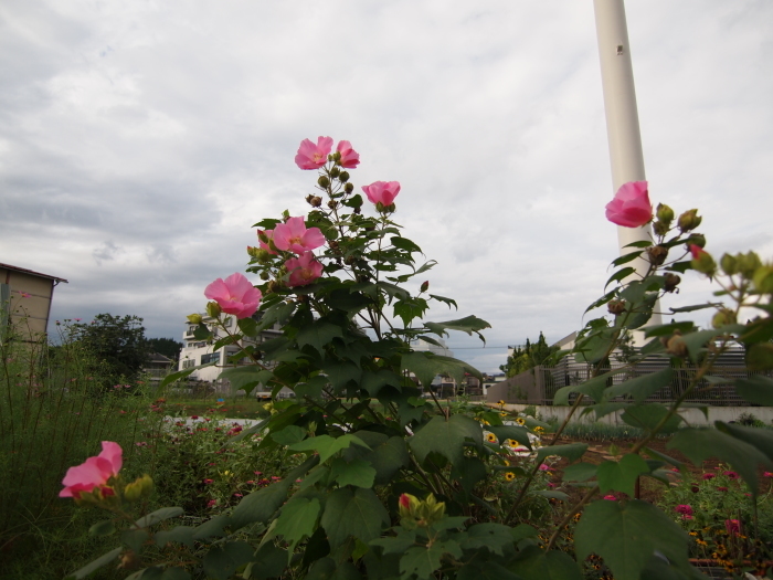 野の花_a0085679_07293633.jpg