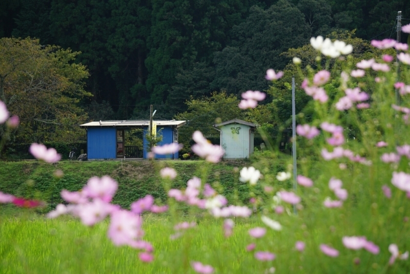 小湊鉄道  いすみ鉄道_d0341483_21505184.jpg