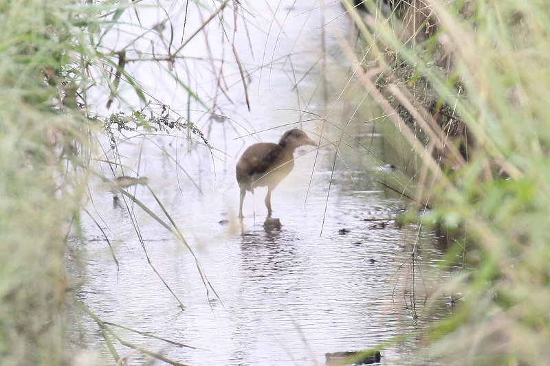 今津探鳥会　ヒシクイとハチクマ_f0022486_037024.jpg