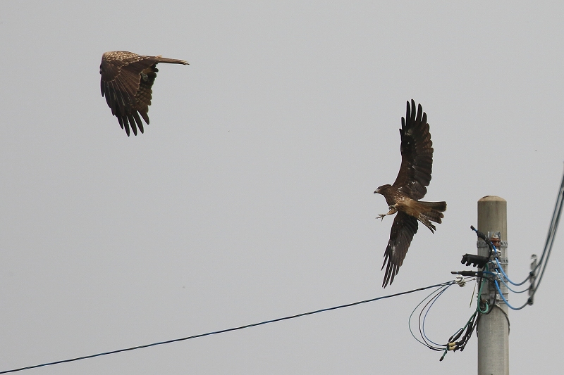 今津探鳥会　ヒシクイとハチクマ_f0022486_0424288.jpg