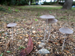 b0192588_9435857.jpg