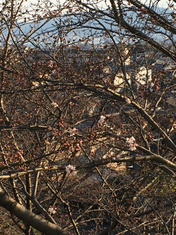 桜開花!_b0370192_21104657.jpg