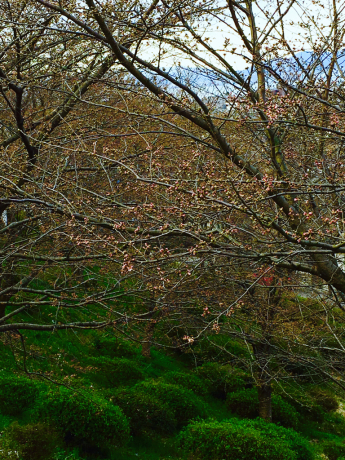 桜_b0370192_2185657.jpg