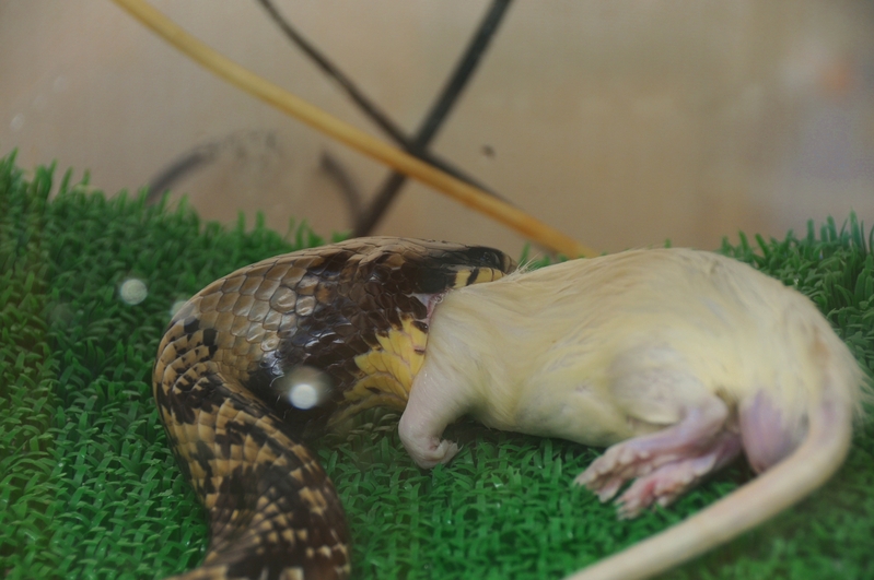 ヘビを飼育したい初心者の方々へ 地獄の沙汰も俺次第