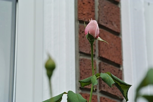 e0298801_14522261.jpg