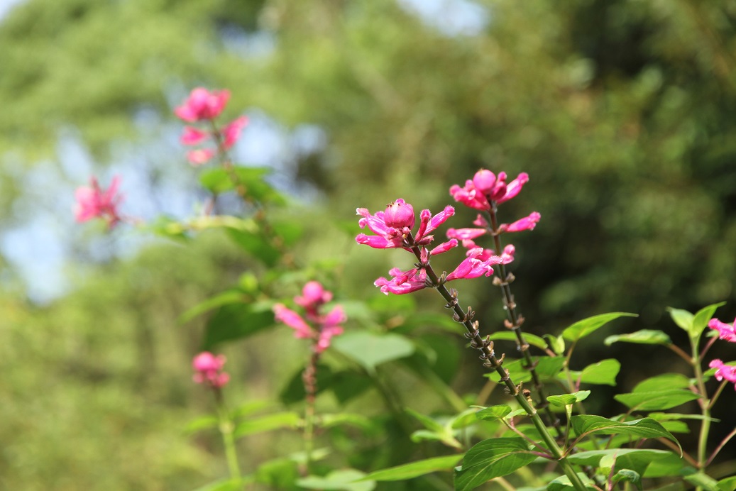 ピンクの花が鮮やかなローズリーフセージ 神戸布引ハーブ園 ハーブガイド ハーブ花ごよみ