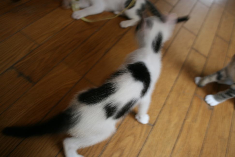東・京 兄弟_f0242002_22264544.jpg