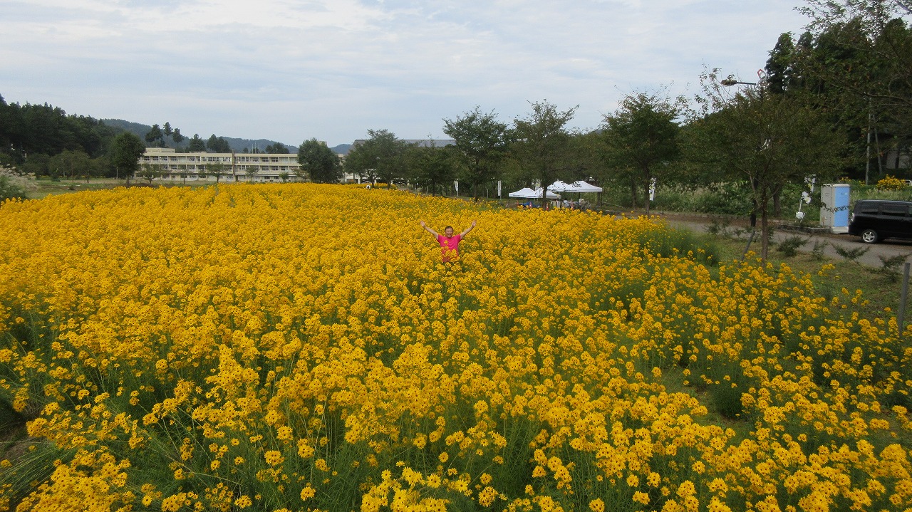 安塚区黄金回廊 ヤナギバヒマワリ満開 くろかわぶらぶらブログ