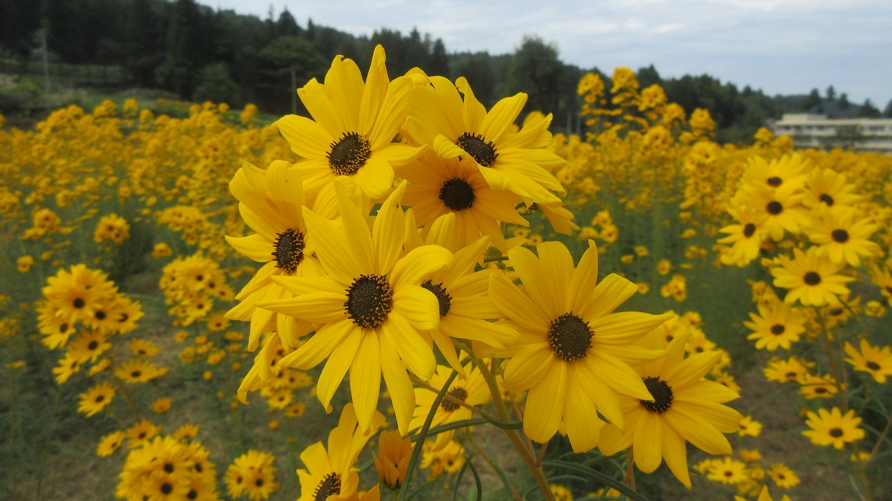 安塚区黄金回廊 ヤナギバヒマワリ満開 くろかわぶらぶらブログ