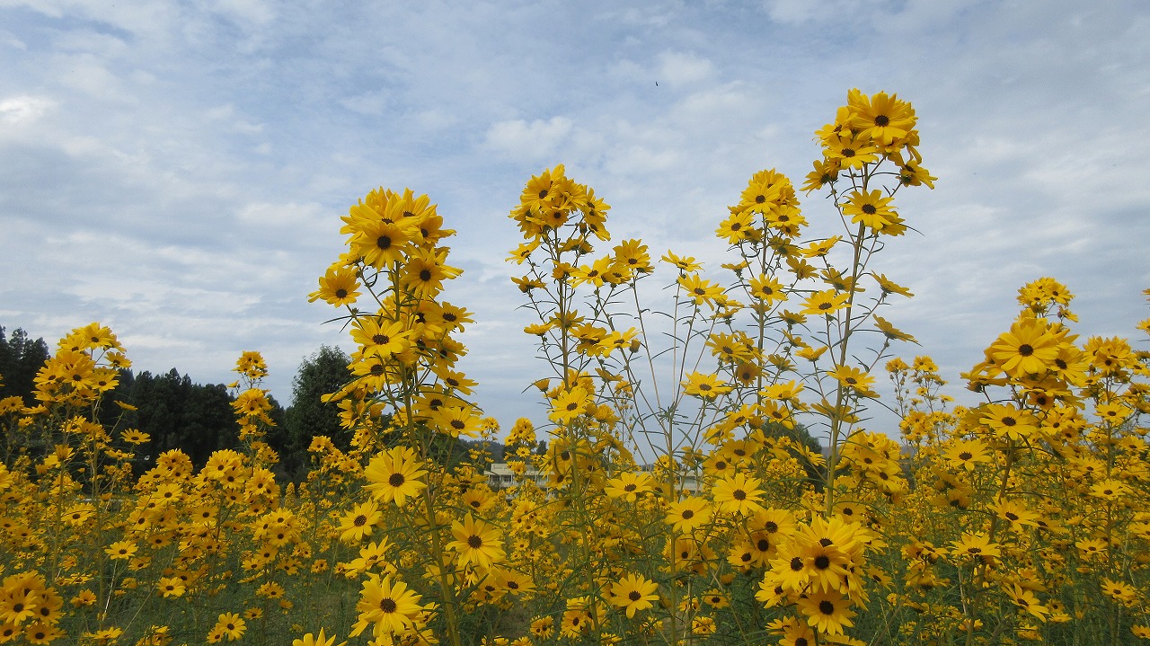 安塚区黄金回廊 ヤナギバヒマワリ満開 くろかわぶらぶらブログ