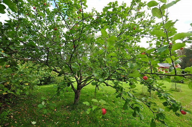 f0188408_13443714.jpg