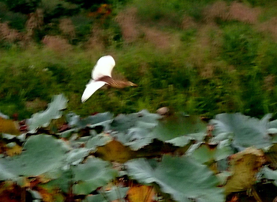 赤頭鷺、観察日記になった　\'16/10/05_d0048812_10213343.jpg