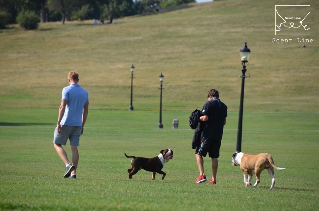 2度目のイギリス旅レポート その2 (ロンドンで犬と散歩)_c0099133_814396.jpg