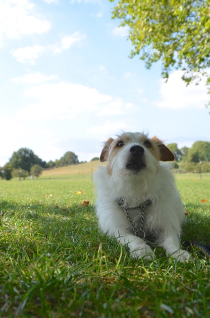 2度目のイギリス旅レポート その2 (ロンドンで犬と散歩)_c0099133_8154312.jpg