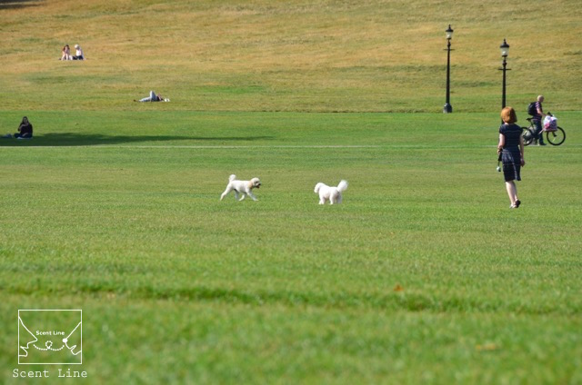 2度目のイギリス旅レポート その2 (ロンドンで犬と散歩)_c0099133_864070.jpg