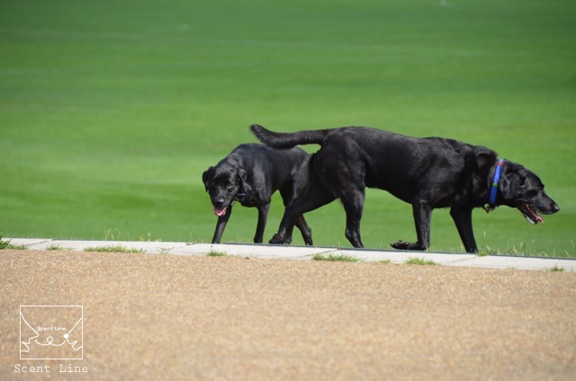 2度目のイギリス旅レポート その2 (ロンドンで犬と散歩)_c0099133_89074.jpg