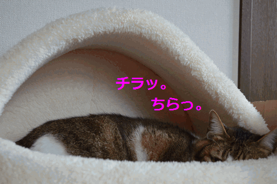 c0136736_12184962.gif