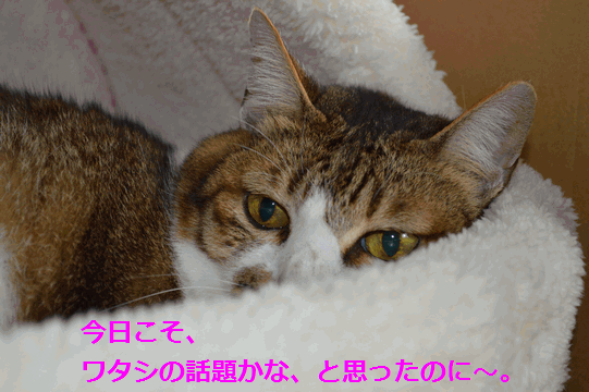 c0136736_12185617.gif