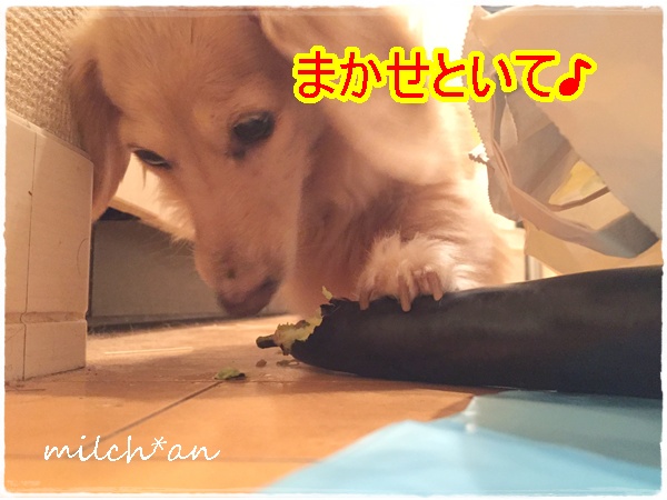 秋茄子はオレにまかせろ みるひ庵 秋茄子はオレにまかせろ みるひ庵
