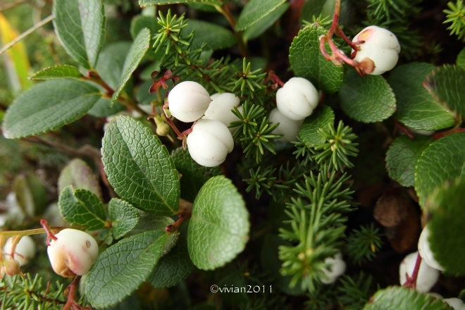 那須　ロープウェイで茶臼岳　～紅葉はこれからが見頃～_e0227942_19155740.jpg