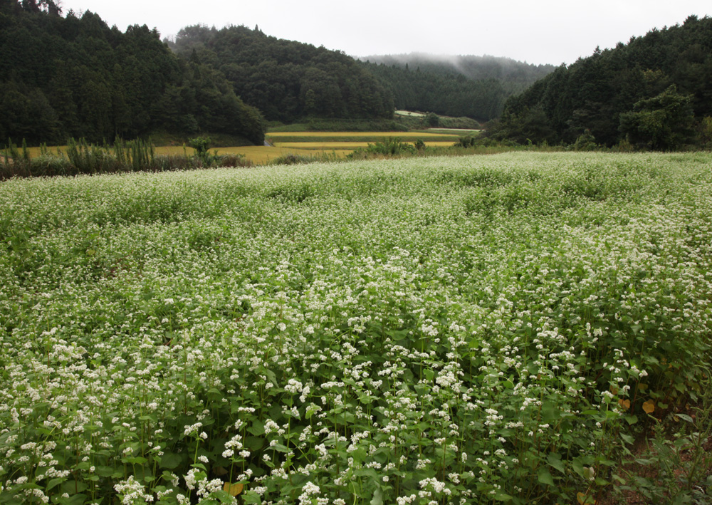 桜井市　笠　蕎麦の花　２_c0108146_19385993.jpg