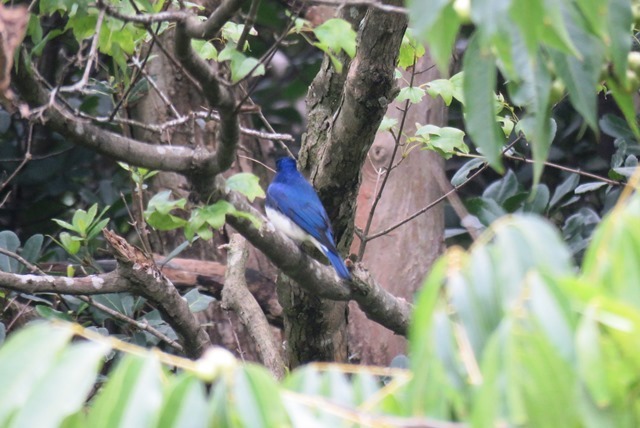 野鳥トレ61_b0227552_18223107.jpg