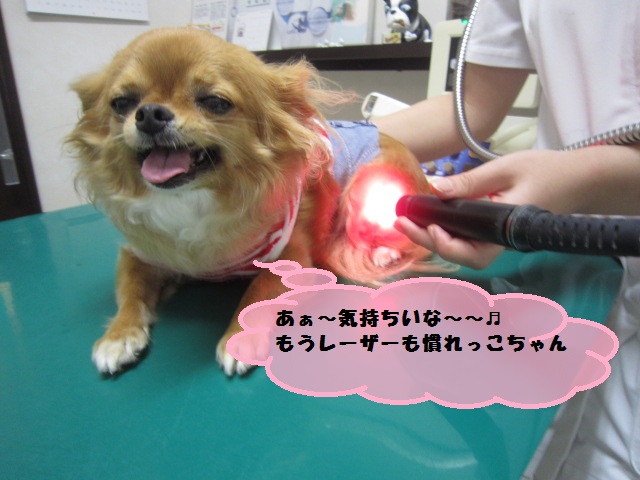 【笑みがこぼれちゃうチワワ】_b0059154_10361979.jpg