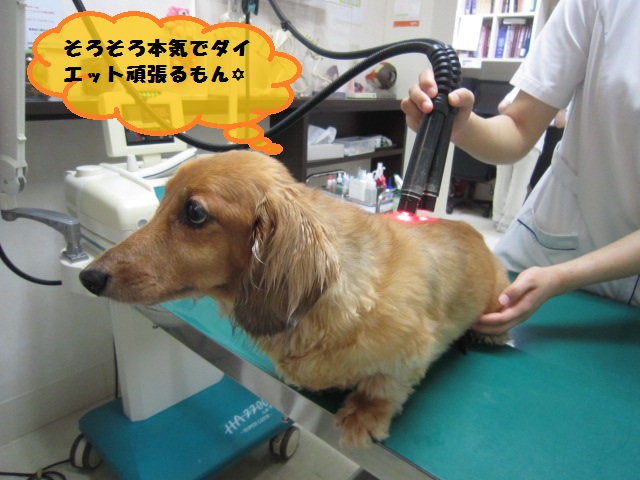 【一か月と2週間で歩けるように!】_b0059154_1157316.jpg