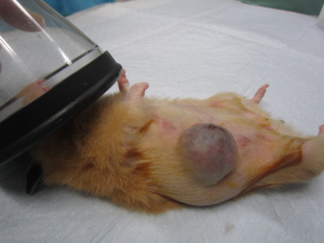 【キンクマに約2センチの腫瘍が!】_b0059154_9314090.jpg