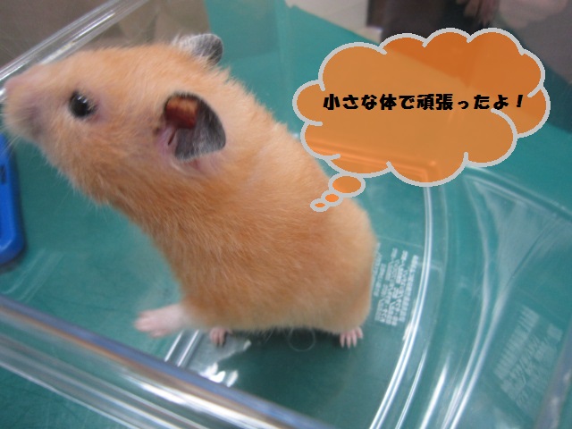 【キンクマに約2センチの腫瘍が!】_b0059154_9585835.jpg