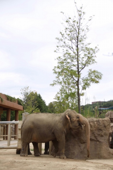 名古屋市東山動植物園 _f0232876_22483290.jpg