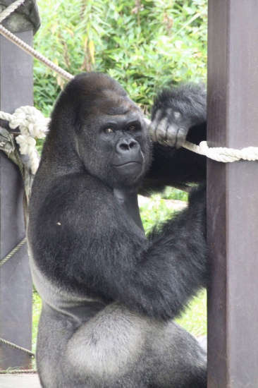 名古屋市東山動植物園 _f0232876_22502856.jpg