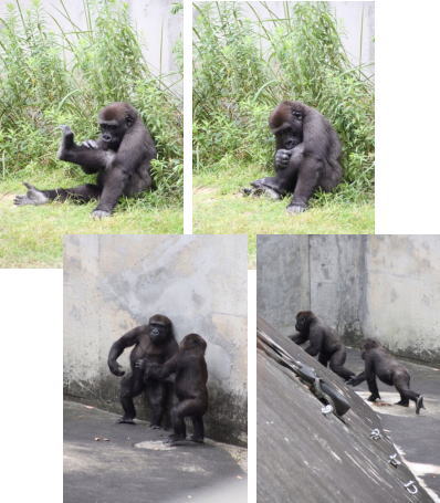 名古屋市東山動植物園 _f0232876_2250352.jpg