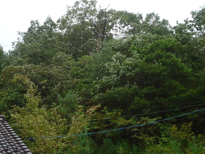 a0199979_23255082.jpg