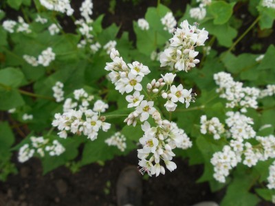 ソバ満開_c0332682_20082947.jpg