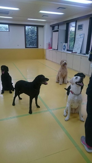 大型犬特集!_f0357682_14425853.jpg