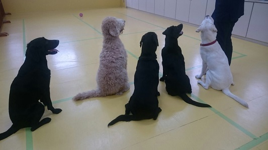 大型犬特集!_f0357682_14431680.jpg