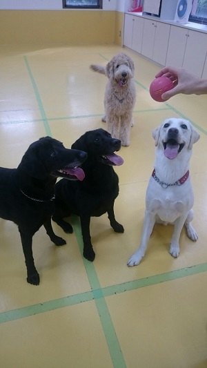 大型犬特集!_f0357682_14434214.jpg
